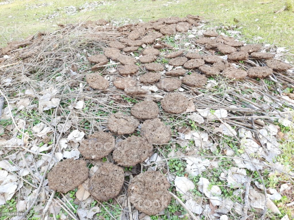 छत्तीसगढ़ में गोबर से मालामाल हो रहे हैं ग्रामीण, गायों के भाव भी बढ़े