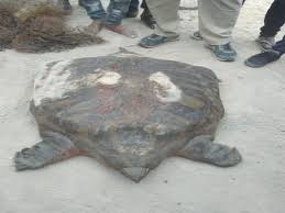 मछली के जाल में फंसा 28 किलो का कछुआ,वन विभाग को सौंपा