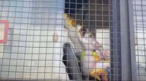 कर्नाटक में भगवान गणेश की प्रतिमा को पुलिस ने किया जप्त…….हो रही निंदा