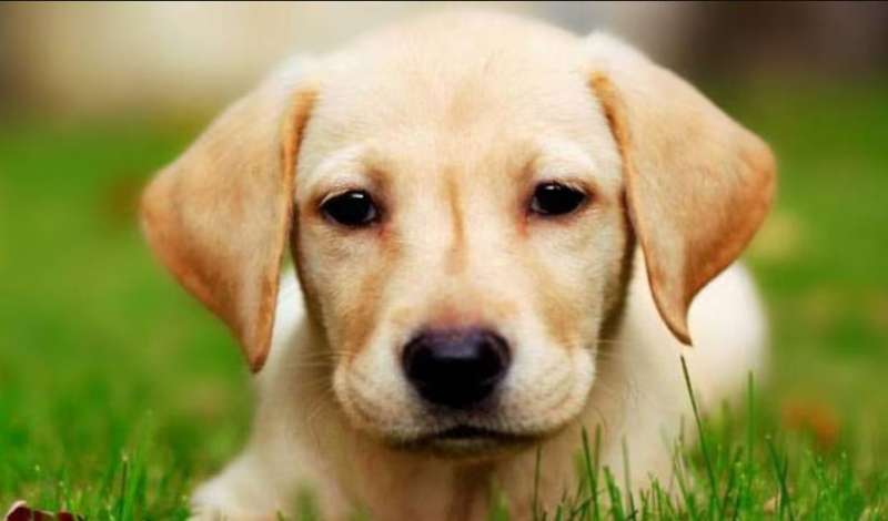 कुत्ते को पेड़ से लटकाकर पीटा, मां-बेटे के खिलाफ मामला दर्ज