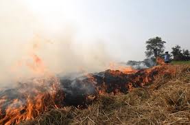 नाकाम हो रहे प्रयास: कम होने की बजाय और बढ़ रहीं हैं पंजाब में पराली जलाने की घटनाएं