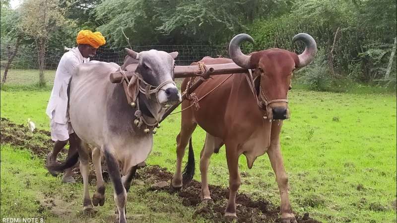 PM Kisan Yojana: कब आएगी 19वीं किस्त? किसानों को मिलेगी राहत