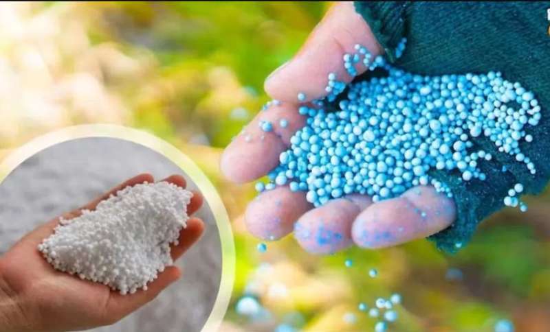 किसानों को नहीं मिल रही डीएपी, हुती विद्रोहियों के कारण गहराया संकट