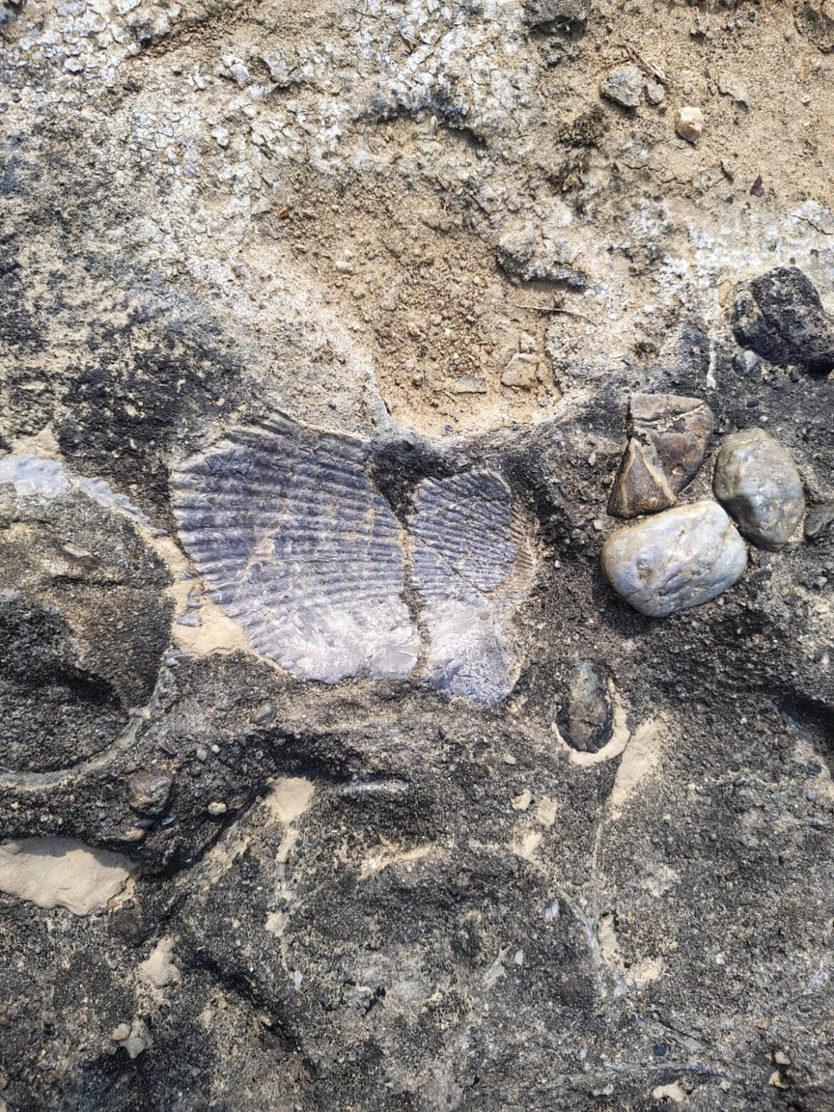 मनेंद्रगढ़ में बनेगा  इतिहास और  पुरातत्व में  रुचि रखने  वालों के  लिए  आकर्षण  का केन्द्र