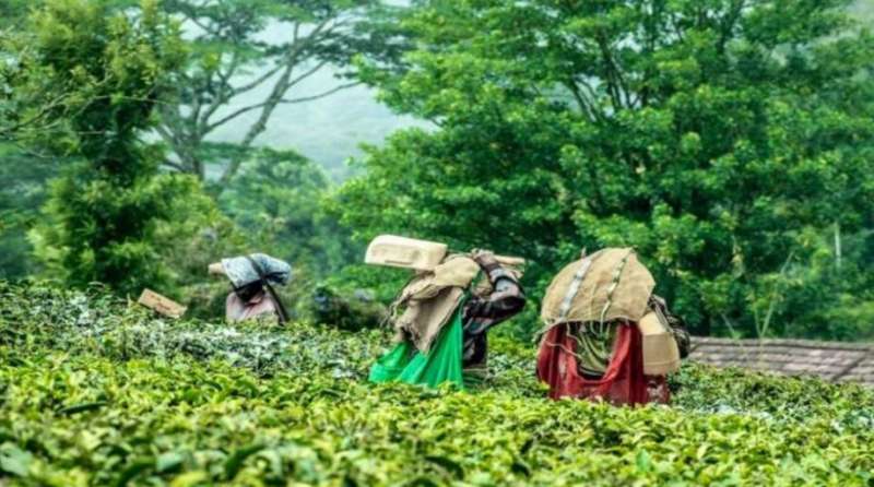 भारतीय चाय का विदेशी बाजार में जलवा, वित्त वर्ष 2025 में 26 करोड़ किलो का रिकॉर्ड एक्सपोर्ट