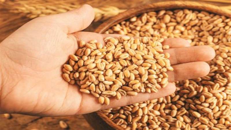 अगले साल 11.9 करोड़ टन गेहूं, सरकार के आंकड़े दिखा रहे इजाफ़ा