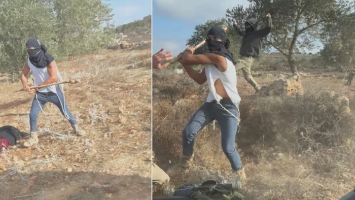 वेस्ट बैंक में बसे इजरायली नागरिकों ने फलस्तीनी किसानों को पीटा, जैतून की फसल को लेकर हुआ विवाद