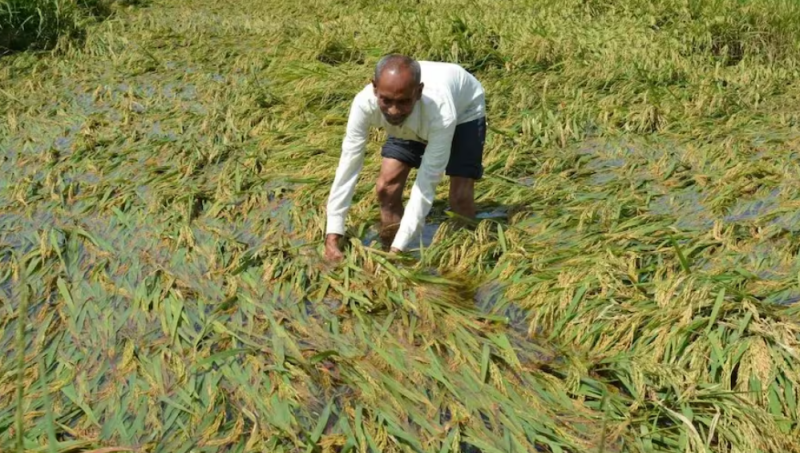 भारी बारिश से फसल बर्बाद, ग्रामीणों की आर्थिक हालत पर बढ़ा दबाव