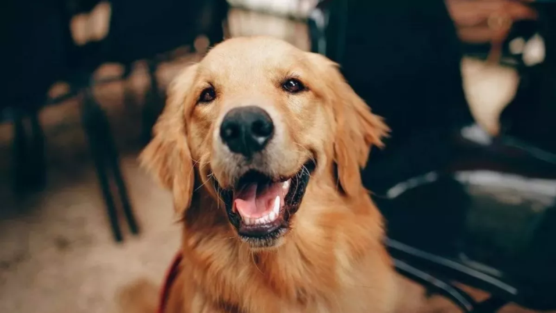 Reliance की खबर ने शेयर बाजार में मचाया हलचल, Dog लवर्स खुश हो जाएं