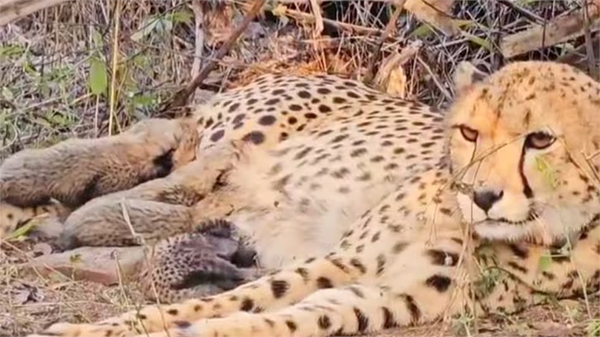 कूनो नेशनल पार्क से आई खुशखबरी, पहली भारतीय चीता मुखी ने दिया 5 शावक को जन्म