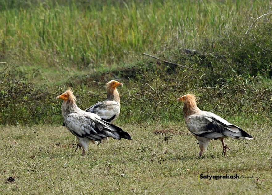 कोपरा जलाशय को मिलेगा रामसर स्थल का दर्जा* *राज्य वेटलैंड प्राधिकरण ने भेजा प्रस्ताव