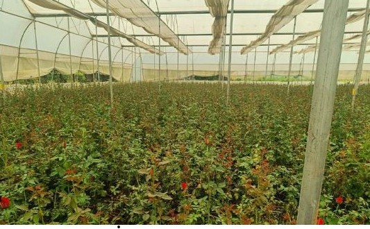 खेतों में अब सिर्फ धान नहीं, खुशबू भी उग रही है