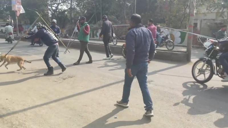 उज्जैन में 50 लोगों को काटने के बाद आवारा कुत्ते की मौत, नहीं थम रहे डॉग बाइट केसेज