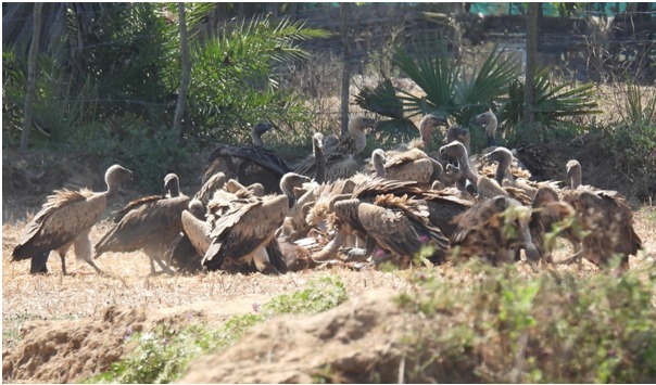 गिद्ध संरक्षण में छत्तीसगढ़ की नई उड़ान