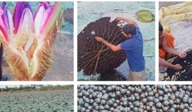 छत्तीसगढ़ में मखाना उत्पादन को प्रोत्साहन