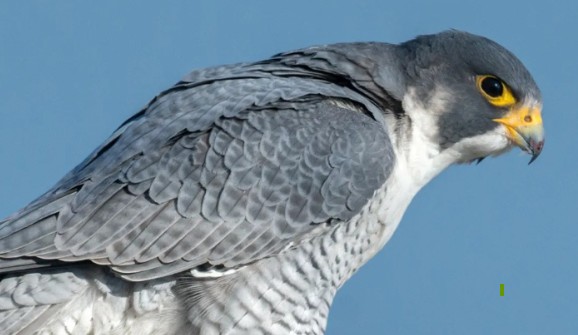 उदंती-सीतानदी में दिखा दुनिया का सबसे तेज़ उड़ने वाला पक्षी पेरेग्रीन फाल्कन