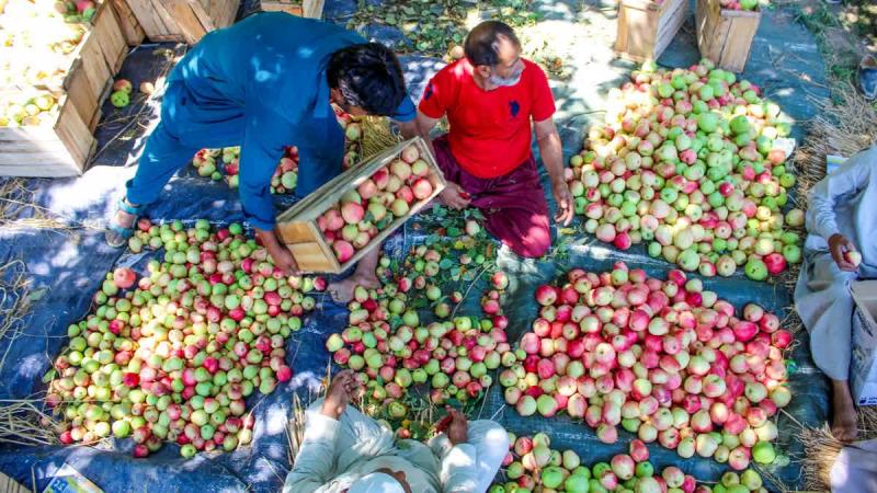 अमेरिकी सेब आयात का डर: ट्रेड डील से घरेलू सेब किसानों की रोज़ी-रोटी पर खतरा
