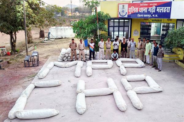 अवैध अफीम की खेती पर मध्यप्रदेश पुलिस का बड़ा प्रहार : 3 करोड़ रुपये से अधिक की 7890 किलोग्राम फसल जब्त