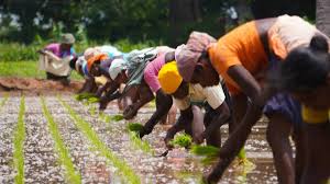 आंकड़ा: गर्मी की फसलों का कुल रकबा घटा, पर दलहन व तिलहन का बुवाई रकबा बढ़ा; 0.31 लाख हेक्टेयर में बोया बाजरा