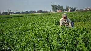 पश्चिम एशिया जंग: अभी नहीं होगी उर्वरक की कमी, लेकिन लंबा खिंचा युद्ध बढ़ा सकता है संकट
