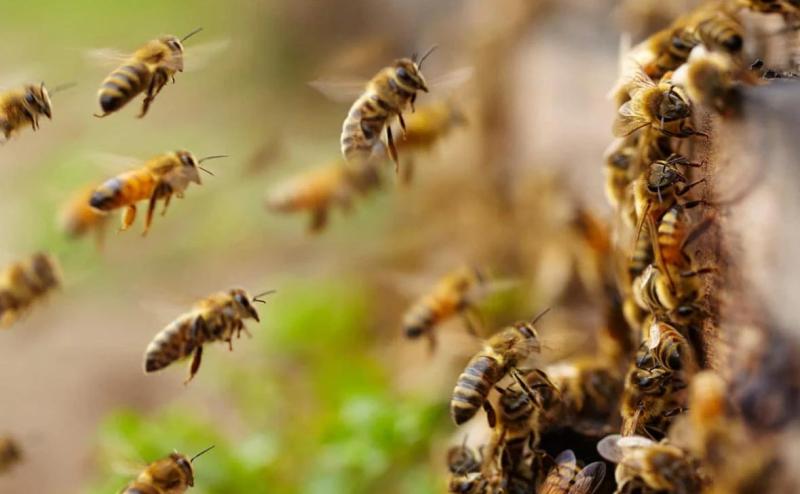 स्कूल परिसर में मधुमक्खियों का कहर, वंदना कॉन्वेंट में अफरा-तफरी, कई घायल