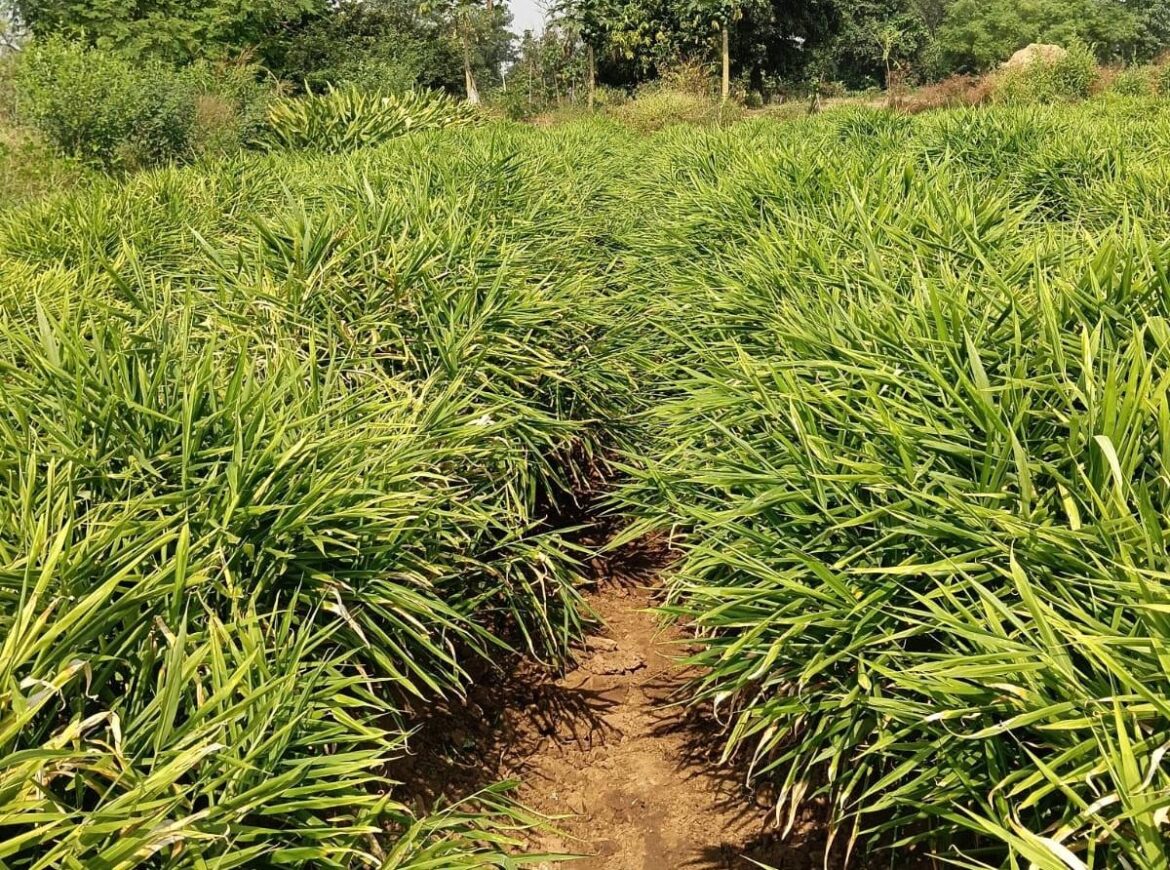 एक जिला एक उत्पाद योजना से बदली तस्वीर