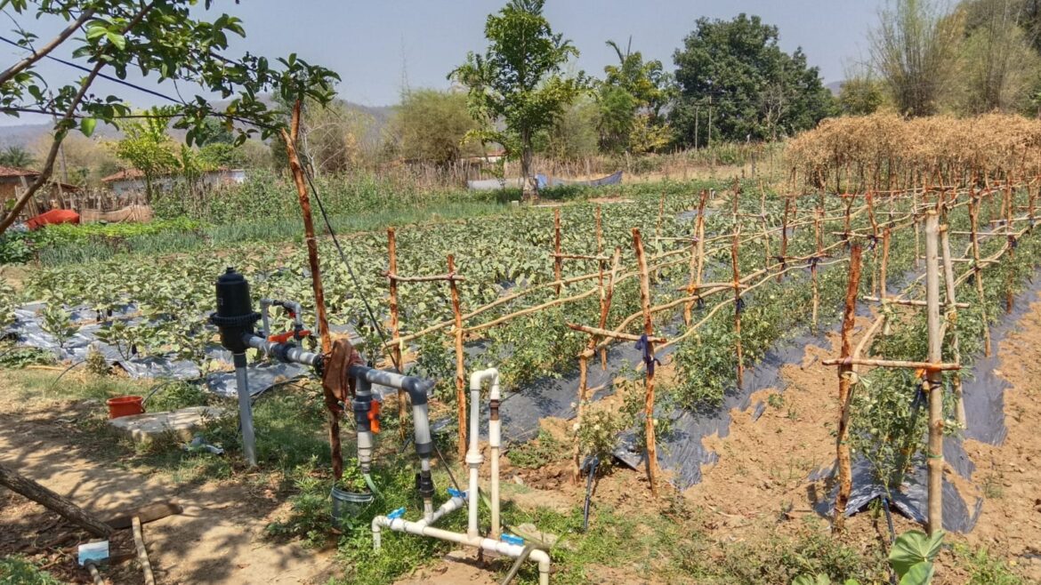 एकीकृत कृषि और आजीविका के लिए “दीदी के बखरी “से आ रही नई क्रांति