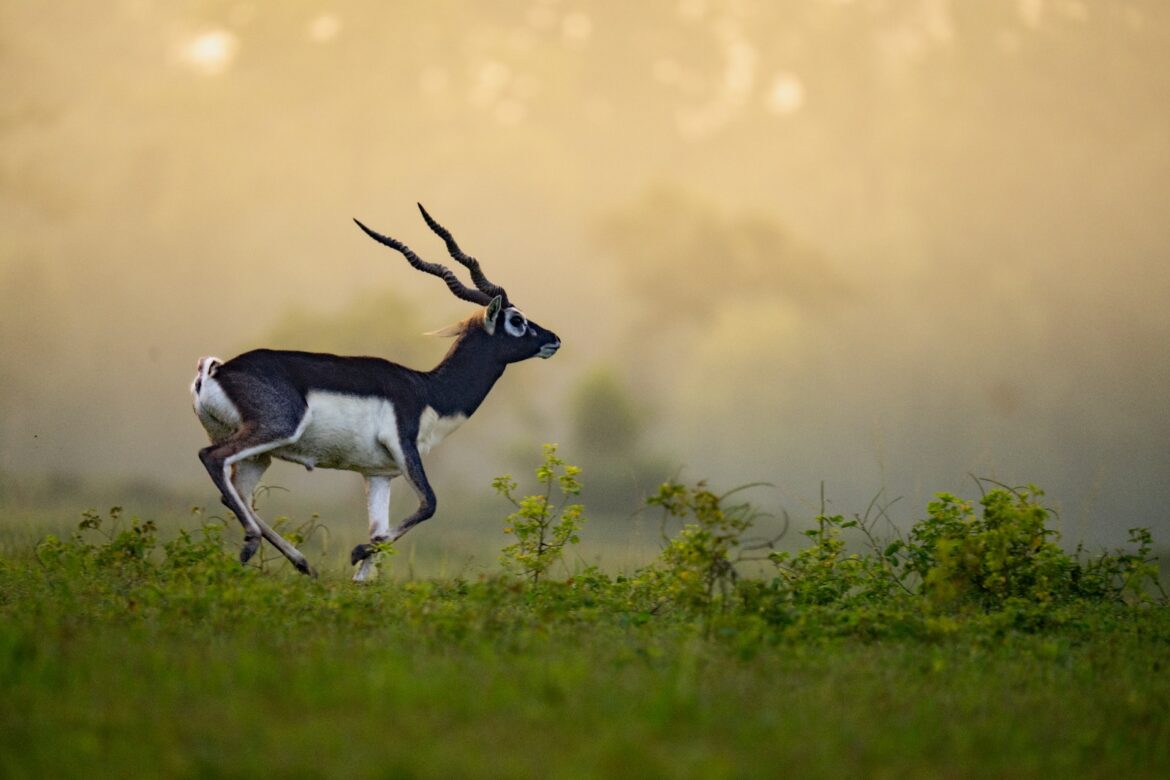 Chhattisgarh’s Barnawapara Wildlife Sanctuary Emerges as a Beacon of Blackbuck Revival