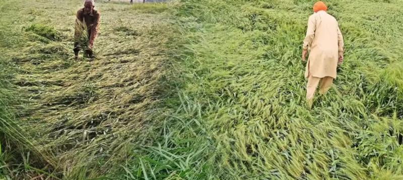 बेमौसम बारिश और तेज हवाओं ने खड़ी फसलें किया क्षतिग्रस्त, 19 राज्यों में चेतावनी जारी