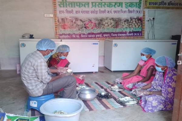सीताफल उत्पादन एवं प्रसंस्करण से महिला स्व-सहायता समूहों की आर्थिक स्थिति में सुधार