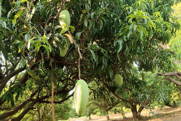 मध्यप्रदेश के आमों की मिठास और विशालकाय “नूरजहाँ” की विश्व पहचान