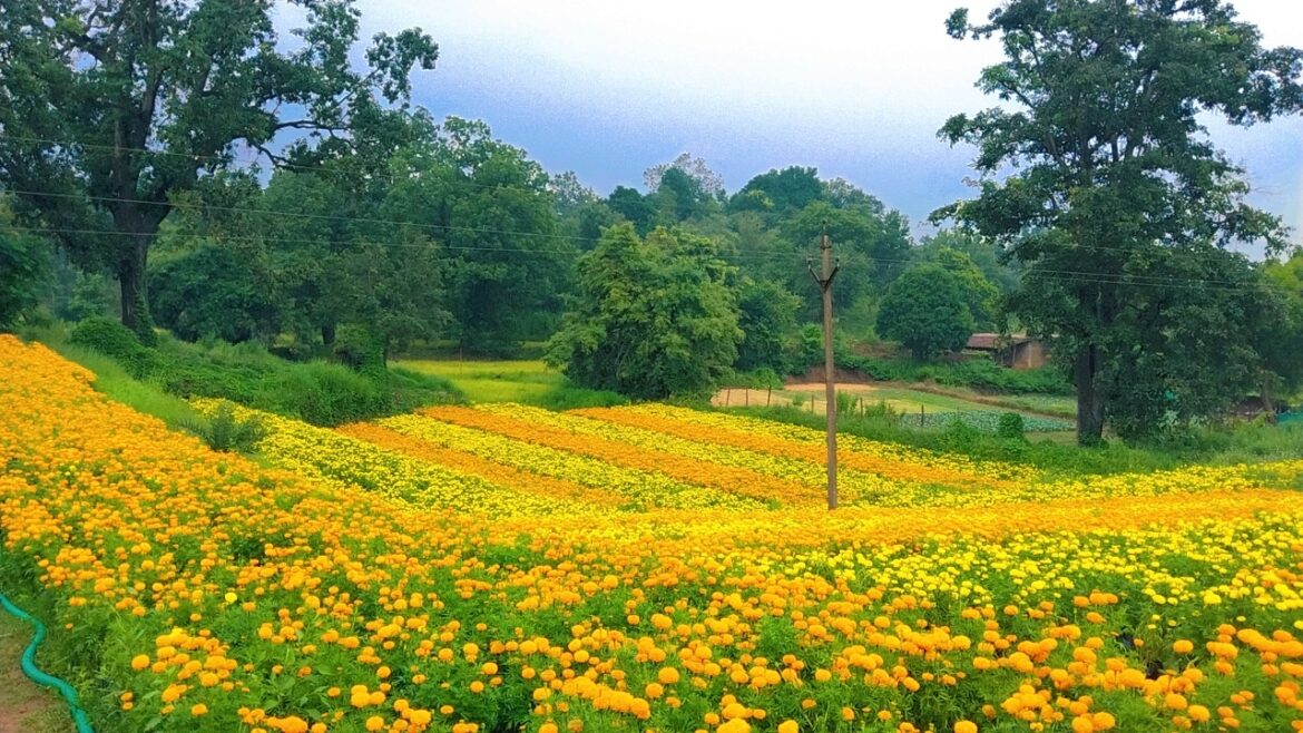 सफलता की कहानी