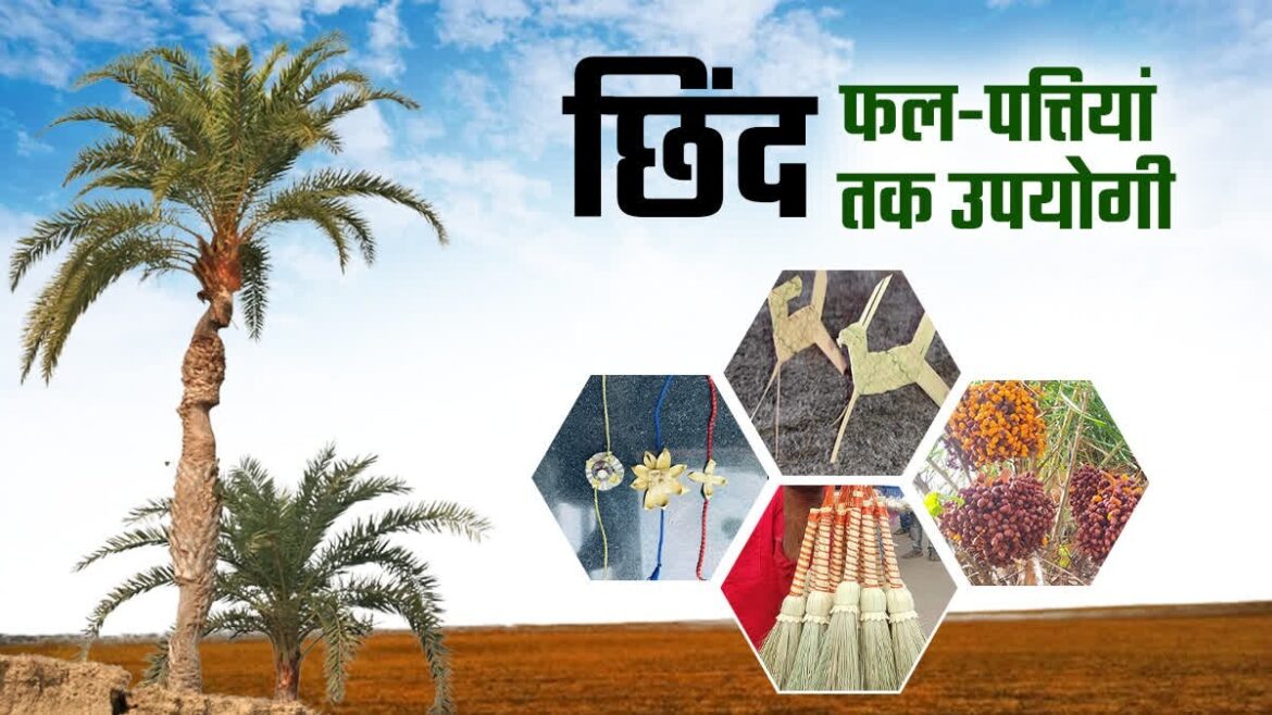 बस्तर की नई वैश्विक पहचान : जंगलों में फेंके जाने वाले छिंद के बीजों से तैयार हुई अनोखी हर्बल कॉफी