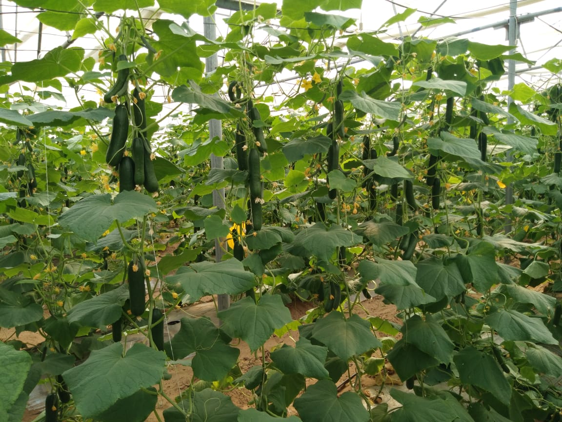 सफलता की कहानी