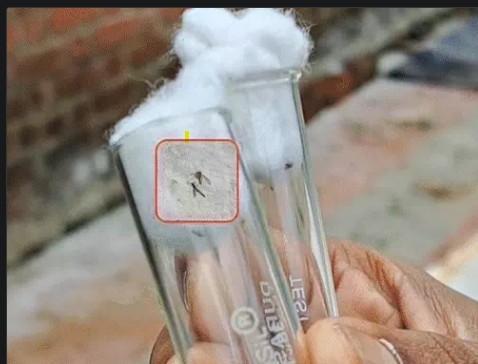 गुजरात में संक्रमण से एक महीने में अब तक 12 बच्चों की मौत हो चुकी