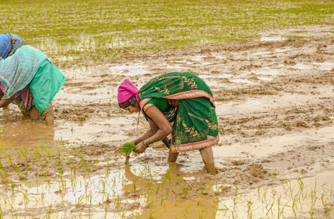 झमाझम बारिश से दूर हुई किसानों की चिंता