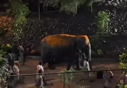 हथिनी माधुरी, जिसे कोल्हापुर में महादेवी के नाम से जाना जाता है, करीब 13 महीने बाद गुजरात के वनतारा से महाराष्ट्र के कोल्हापुर लौट आई है
